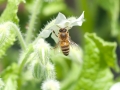 Bee on Borage