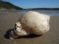 Shell