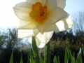 Daffodil