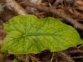 Leaf