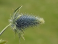 Sea Thistle