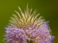 Sea Thistle