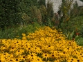 Black Eyed Susan