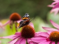 Butterfly on Echinacea