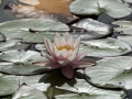 Water Lily