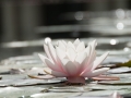 Water Lily