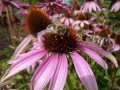 Bee on Echinacea