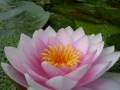 Water Lily