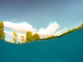 Trees from Underwater