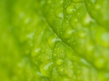 Wet Leaf