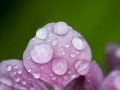 Water Drops on Hydrangea Leaf