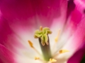 Tulip