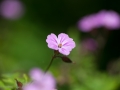 Geranium Flower