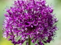 Alium