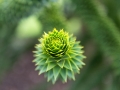 Monkey Puzzle Tree