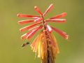 Red Hot Poker