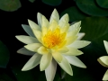 Water Lily