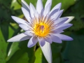 Water Lily