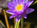 Water Lily