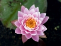 Water Lily