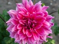 Dahlia