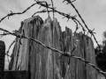 Barbed Wire