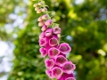 Foxglove