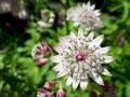 Alium