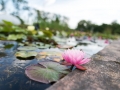 Water Lily