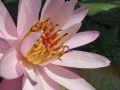 Water Lily