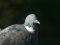 Pigeon